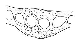 Dicranoloma obesifolium, costa cross-section, mid leaf. Drawn from A.J. Fife 8434, CHR 464665, and W. Martin 550.1, CHR 528805.
 Image: R.C. Wagstaff © Landcare Research 2018 
